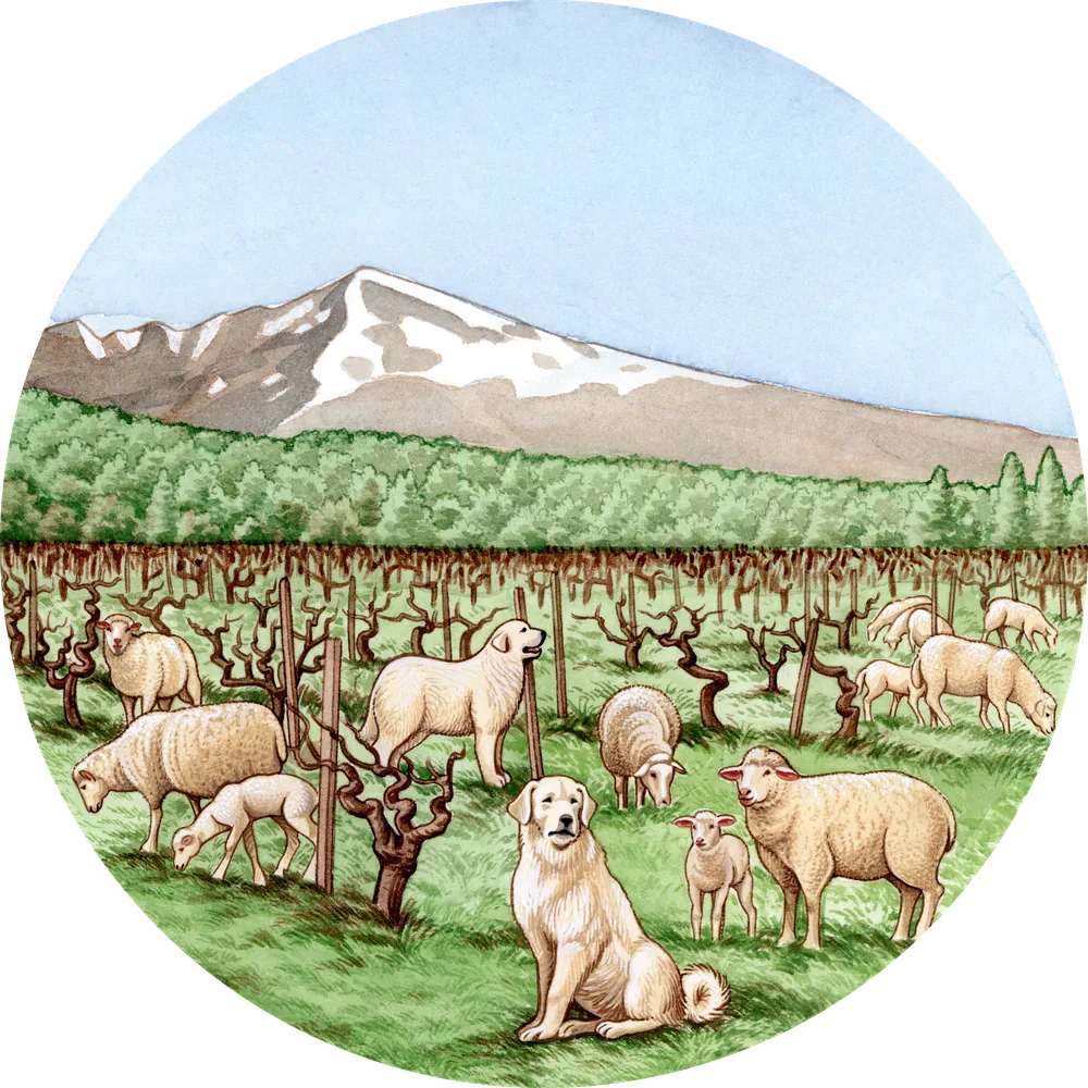 Assiette illustrée : l'éco-pâturage, chiens patous et troupeau, Mont Ventoux en fond