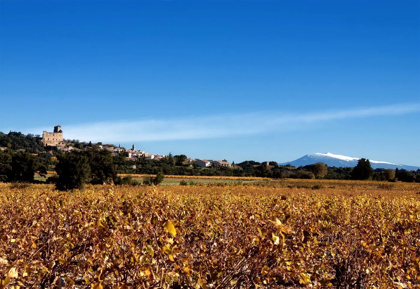 Carte postale : vignoble en couleurs d'automne avec le village au fond
